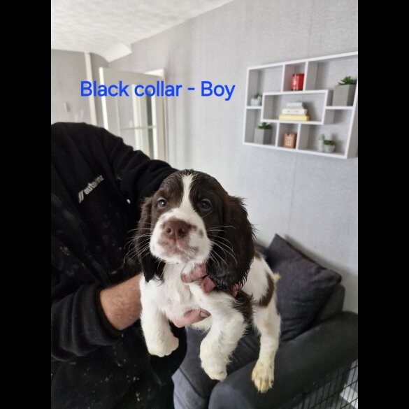 Cocker Spaniel (Working &amp; Show) - Both