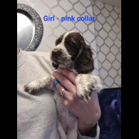 Cocker Spaniel (Working &amp; Show) - Both