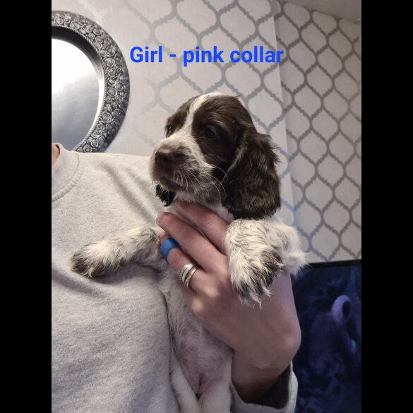 Cocker Spaniel (Working &amp; Show) - Both