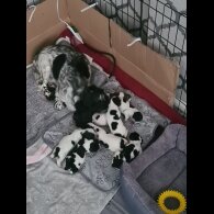 Cocker Spaniel (Working &amp; Show) - Both