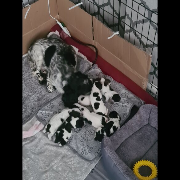 Cocker Spaniel (Working &amp; Show) - Both