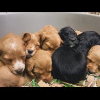 Cocker Spaniel (Working &amp; Show) - Both