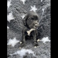 Cocker Spaniel (Working &amp; Show) - Both
