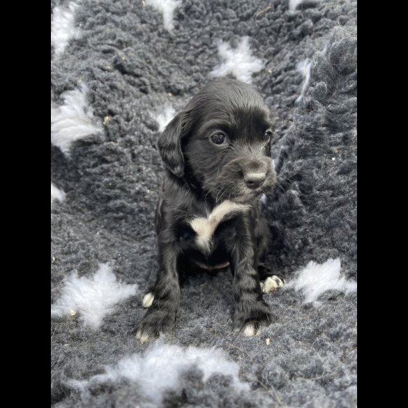 Cocker Spaniel (Working &amp; Show) - Both