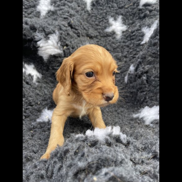 Cocker Spaniel (Working &amp; Show) - Both