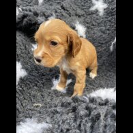 Cocker Spaniel (Working &amp; Show) - Both