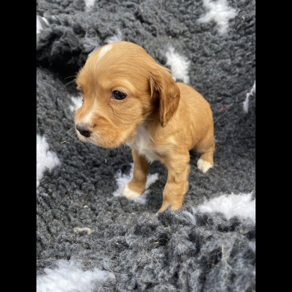 Cocker Spaniel (Working &amp; Show) - Both