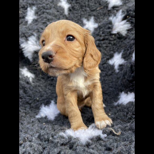 Cocker Spaniel (Working &amp; Show) - Both