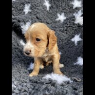 Cocker Spaniel (Working &amp; Show) - Both