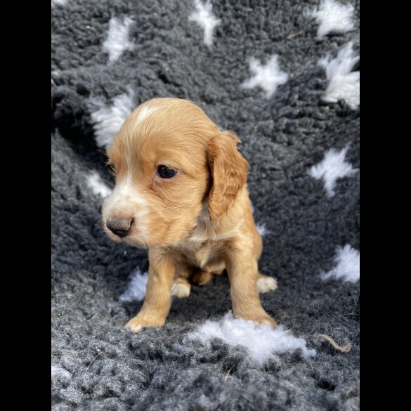 Cocker Spaniel (Working &amp; Show) - Both
