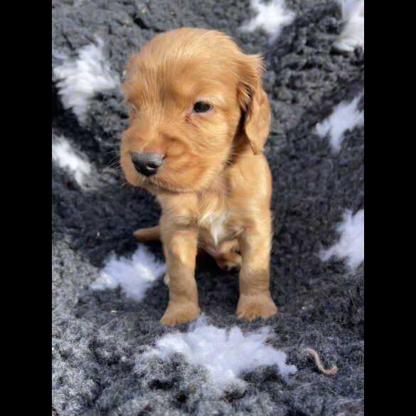 Cocker Spaniel (Working &amp; Show) - Both