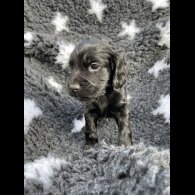 Cocker Spaniel (Working &amp; Show) - Both