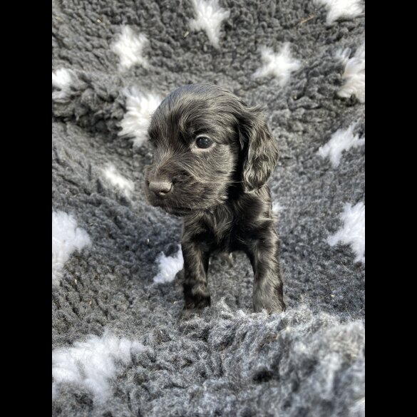 Cocker Spaniel (Working &amp; Show) - Both