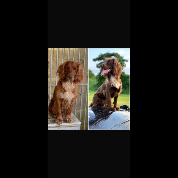 Cocker Spaniel (Working &amp; Show) - Both