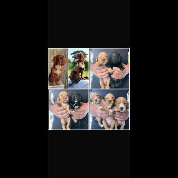 Cocker Spaniel (Working &amp; Show) - Both