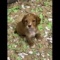 Cocker Spaniel (Working &amp; Show) - Both