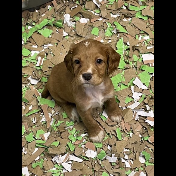 Cocker Spaniel (Working &amp; Show) - Both