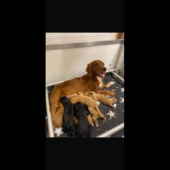 Cocker Spaniel (Working &amp; Show) - Both