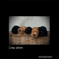 Cocker Spaniel (Working &amp; Show) - Both