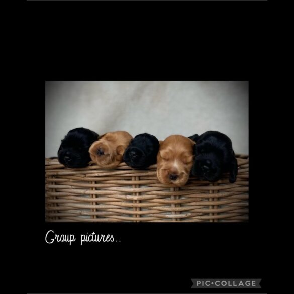 Cocker Spaniel (Working &amp; Show) - Both