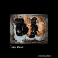 Cocker Spaniel (Working &amp; Show) - Both