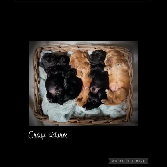 Cocker Spaniel (Working &amp; Show) - Both