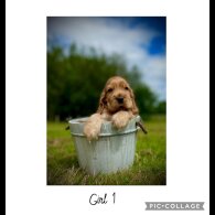 Cocker Spaniel (Working &amp; Show) - Both
