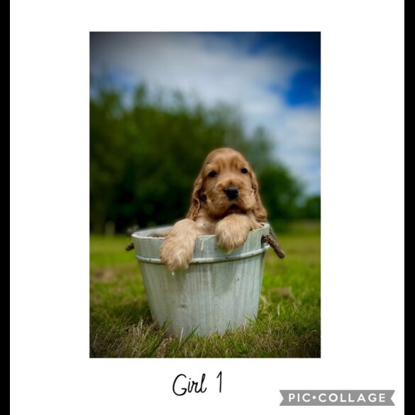 Cocker Spaniel (Working &amp; Show) - Both
