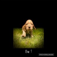 Cocker Spaniel (Working &amp; Show) - Both