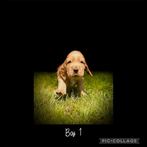 Cocker Spaniel (Working &amp; Show) - Both