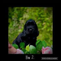 Cocker Spaniel (Working &amp; Show) - Both
