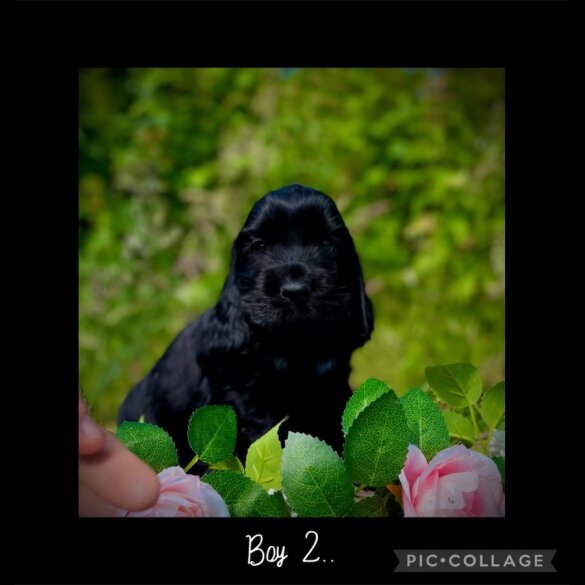 Cocker Spaniel (Working &amp; Show) - Both