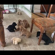 Cocker Spaniel (Working &amp; Show) - Both