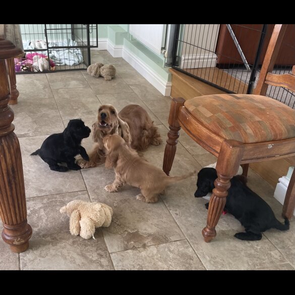 Cocker Spaniel (Working &amp; Show) - Both