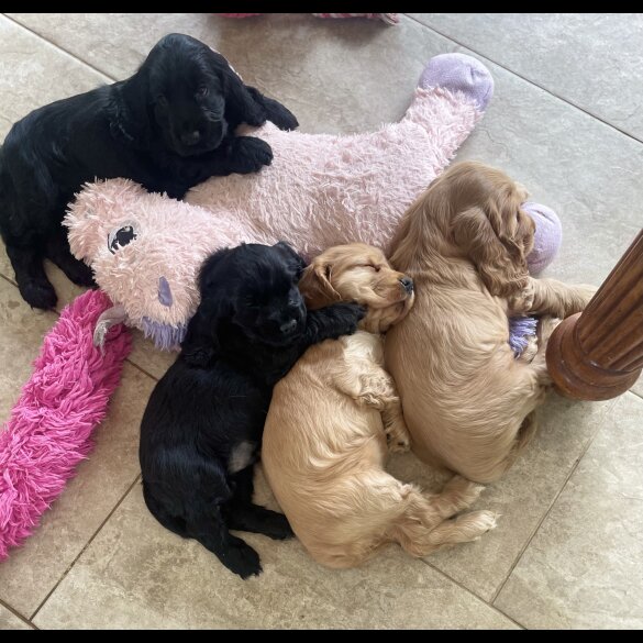 Cocker Spaniel (Working &amp; Show) - Both