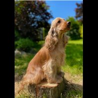 Cocker Spaniel (Working &amp; Show) - Both