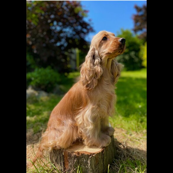Cocker Spaniel (Working &amp; Show) - Both