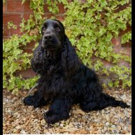 Cocker Spaniel (Working &amp; Show) - Both