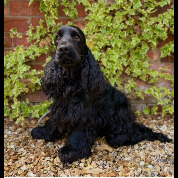 Cocker Spaniel (Working &amp; Show) - Both