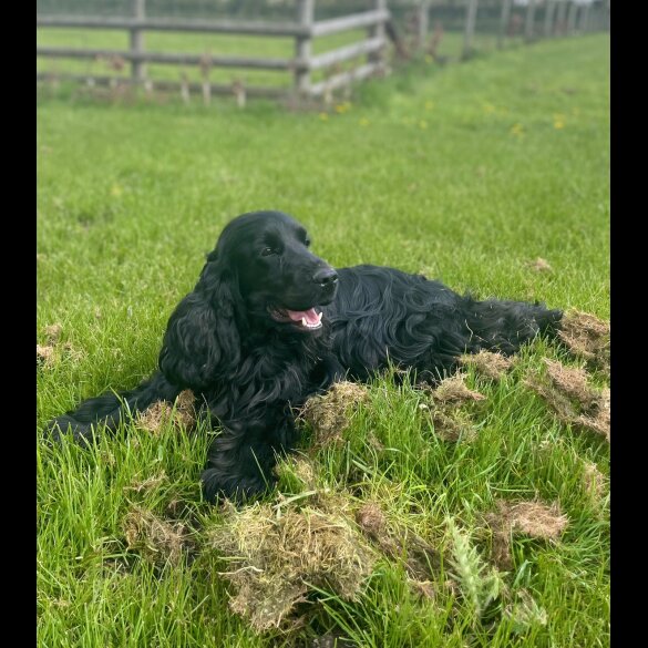 Cocker Spaniel (Working &amp; Show) - Both