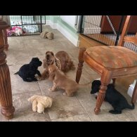 Cocker Spaniel (Working &amp; Show) - Both