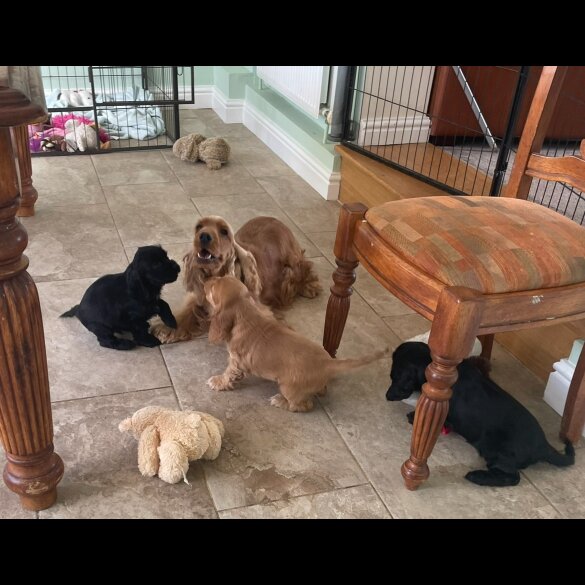 Cocker Spaniel (Working &amp; Show) - Both