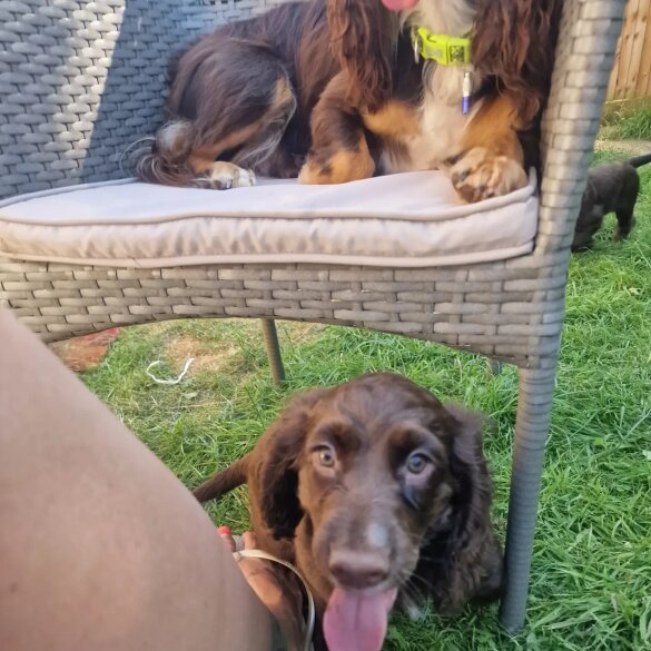 Cocker Spaniel (Working &amp; Show) - Both