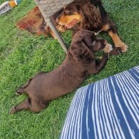 Cocker Spaniel (Working &amp; Show) - Both