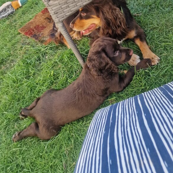 Cocker Spaniel (Working &amp; Show) - Both