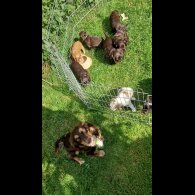 Cocker Spaniel (Working &amp; Show) - Both