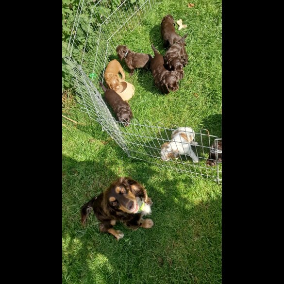 Cocker Spaniel (Working &amp; Show) - Both