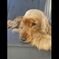 Cocker Spaniel (Working &amp; Show)