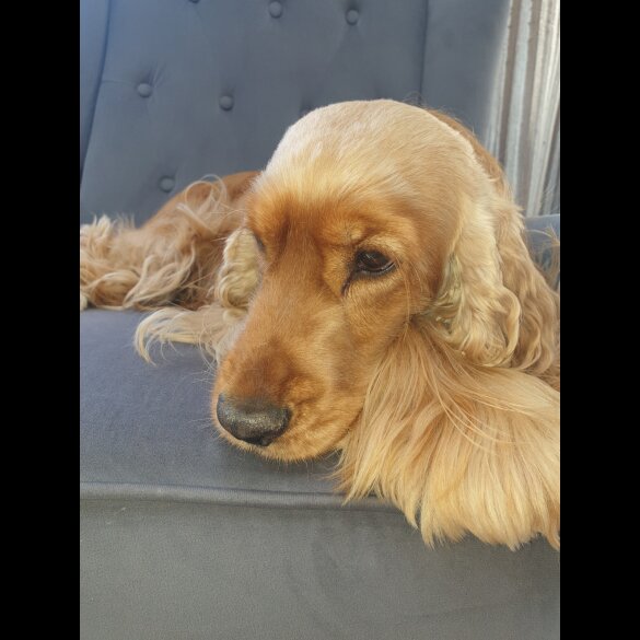 Cocker Spaniel (Working &amp; Show)