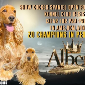 Cocker Spaniel (Working &amp; Show)